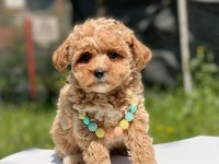 Maltipoo Dişi Köpeğimiz