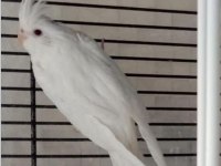 Ev üretimi albino sultan papağanı