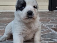 Geleceğin Devleri Safkan Erkek Ve Dişi Alabay Yavrularımız