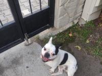 11 Aylık French Bulldog Sahiplendirilecektir