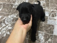 A kalite belçika malinois yavrular