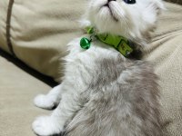 British Kedimize Yuva Arıyoruz