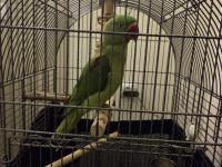 Evcil Yavru Alexander