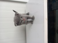 8 Yavru Kedimiz Sahiplendirilecek