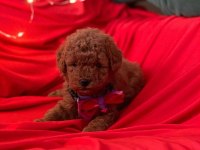Safkan toy poodle köpek yavruları