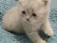 Erkek ve dişi british shorthair bebekler