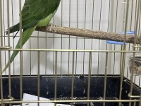 1 Yaşında Erkek Alexander Papağanı