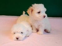 Sıfır Numara Maltese Yavrularımız