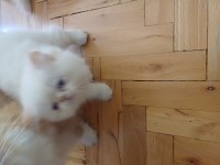 Güzel İran Kedisi Kızımız