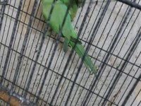 Ele Kola Alıştırmalık Konuşturmalık Yavru Pakistan