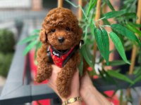 Mini Toy Poodle Yavrular - Çok Sevimli
