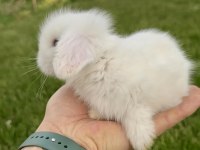 Hollanda Blue Lop Tavşanları Ve Beyaz Mavi Gözler