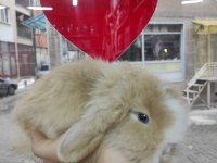 Hollanda teddy lop yavruları