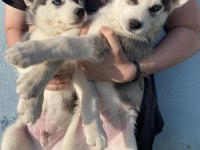 Orijinal Sibirya Kurdu Yavruları