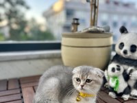 Ev Ortamında Eğitimleri Tam Dişi Scottish Fold