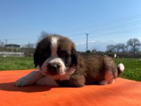 Safkan Saint Bernard Bebekler
