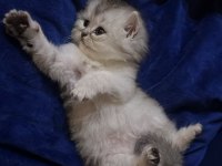 Safkan Cins Kedi Chinchilla