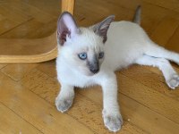 Siyam kedisi yavrularına aile