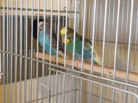 Renk Güzeli Genç Bakıcı Takım Muhabbet Kuşu