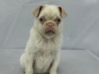 Pink Pug Erkek Yavru