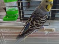 Sevecen dişi muhabbet kuşu