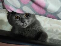 Scottish Fold Kedimizi Sahiplendirmek İstiyorum