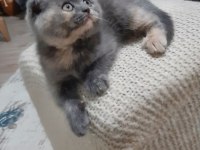 Dünya Tatlısı Minnoş Kedimiz Evinizin Neşesi Olacak