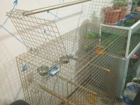 Pakistan Papağanlar