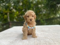 Teacup maltipoo bebek köpekler