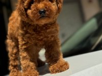 Safkan Toy Poodle Köpekleri