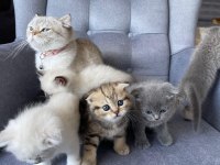 Scottish fold yavru dişi kedimiz