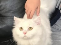 Tamamen ücretsiz chinchilla 10 aylık bembeyaz kedimiz baron