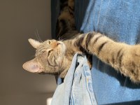 Kalıcı yuva tekir kedimize