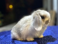 Safkan tavşanlar her otogara gönderilir