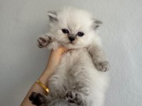 A+++ Kalitede Özenle Bakılan Yavru Kedilerimiz