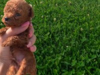 Sağlık Irk Garantili Orjinal Toy Poodle