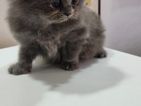 Scottish Fold Erkek Yavru