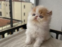 Çok sıcak kanlı saf ırk persian
