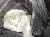 3 Aylık Erkek British Kedimiz