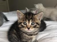 Minik British Shorthair Yavrular Yuva Arıyor