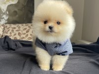 Ayı Surat Pomeranian Boo Yavrular