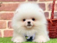 Safkan Pomeranian Cinsi Köpeklerimiz