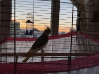 1 Yaşında Konuşmaya Başlamış Erkek Sultan Papağanı