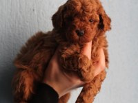 Red poodle yavrular izmir