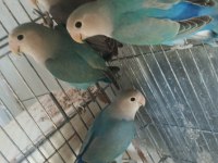 Yavru Sevda Papağanları