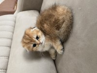 Scottish Fold Golden
