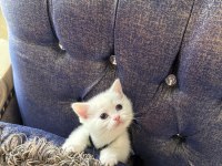 British Yavrularımız