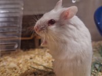 Ele Alışık, Sağlıklı Gonzales Hamster Yavruları (İzmir İçi)