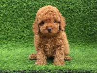 Irk garantili toy poodle yavruları