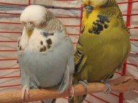 Show jumbo muhabbet kuşu